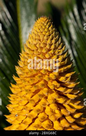 La structure de reproduction d'un Cycad. La structure de reproduction est intitulé un strobile ou cône. Banque D'Images