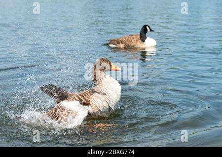 La gréylag éclabousse ses ailes dans l'eau. Banque D'Images