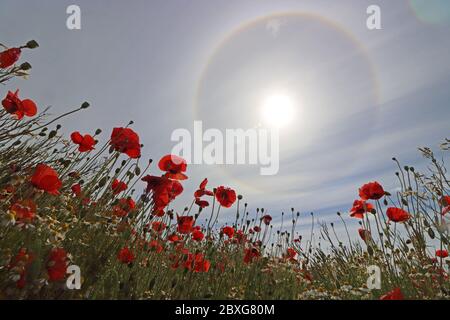 Guildford, Surrey, Royaume-Uni. 07e juin 2020. De magnifiques coquelicots rouges combinés à un halo solaire pour donner un spectacle éblouissant dans la campagne du Surrey près de Guildford. Ce halo solaire circulaire est un phénomène optique atmosphérique rare. Elle est causée par la lumière du soleil éclairant les cristaux de glace dans le nuage de cirrus. Appelé correctement halo de 22 degrés. Crédit : Julia Gavin/Alay Live News Banque D'Images