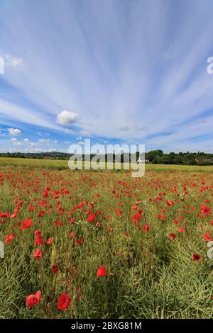 Guildford, Surrey, Royaume-Uni. 07e juin 2020. Le magnifique champ de coquelicots rouges combiné à un ciel spectaculaire font un spectacle magnifique dans la campagne du Surrey près de Guildford. Crédit : Julia Gavin/Alay Live News Banque D'Images