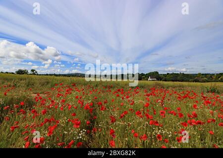 Guildford, Surrey, Royaume-Uni. 07e juin 2020. Le magnifique champ de coquelicots rouges combiné à un ciel spectaculaire font un spectacle magnifique dans la campagne du Surrey près de Guildford. Crédit : Julia Gavin/Alay Live News Banque D'Images