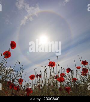 Guildford, Surrey, Royaume-Uni. 07e juin 2020. De magnifiques coquelicots rouges combinés à un halo solaire pour donner un spectacle éblouissant dans la campagne du Surrey près de Guildford. Ce halo solaire circulaire est un phénomène optique atmosphérique rare. Elle est causée par la lumière du soleil éclairant les cristaux de glace dans le nuage de cirrus. Appelé correctement halo de 22 degrés. Crédit : Julia Gavin/Alay Live News Banque D'Images