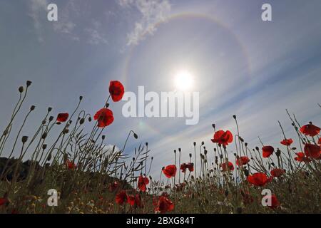 Guildford, Surrey, Royaume-Uni. 07e juin 2020. De magnifiques coquelicots rouges combinés à un halo solaire pour donner un spectacle éblouissant dans la campagne du Surrey près de Guildford. Ce halo solaire circulaire est un phénomène optique atmosphérique rare. Elle est causée par la lumière du soleil éclairant les cristaux de glace dans le nuage de cirrus. Appelé correctement halo de 22 degrés. Crédit : Julia Gavin/Alay Live News Banque D'Images