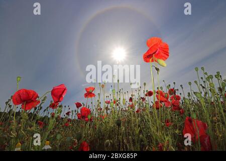 Guildford, Surrey, Royaume-Uni. 07e juin 2020. De magnifiques coquelicots rouges combinés à un halo solaire pour donner un spectacle éblouissant dans la campagne du Surrey près de Guildford. Ce halo solaire circulaire est un phénomène optique atmosphérique rare. Elle est causée par la lumière du soleil éclairant les cristaux de glace dans le nuage de cirrus. Appelé correctement halo de 22 degrés. Crédit : Julia Gavin/Alay Live News Banque D'Images