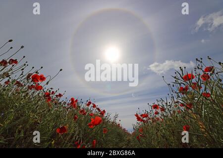 Guildford, Surrey, Royaume-Uni. 07e juin 2020. De magnifiques coquelicots rouges combinés à un halo solaire pour donner un spectacle éblouissant dans la campagne du Surrey près de Guildford. Ce halo solaire circulaire est un phénomène optique atmosphérique rare. Elle est causée par la lumière du soleil éclairant les cristaux de glace dans le nuage de cirrus. Appelé correctement halo de 22 degrés. Crédit : Julia Gavin/Alay Live News Banque D'Images