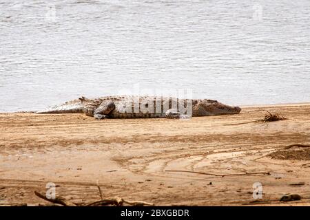 Portrait horizontal du crocodile du Nil, Crocodylus niloticus, reposant dans un banc de sable, dans la rivière Ewaso Ngiro, dans la réserve nationale de Samburu. Kenya. Afrique. Banque D'Images