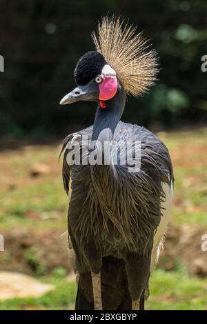 Portrait d'une grue à couronne grise, Indonésie Banque D'Images