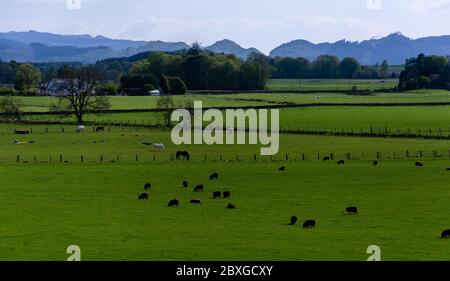 Moutons paître dans un champ, Kilmartin Glen près d'Oban, Argyle, Écosse, Royaume-Uni Banque D'Images