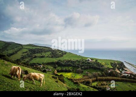Vaches qui bissent dans les champs près de Guadalmesi, Tarifa, province de Cadix, Andalousie, Espagne Banque D'Images