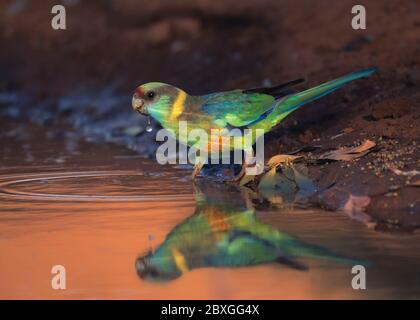 Oiseau australien à encolure ronde, buvant dans une flaque, Australie Banque D'Images