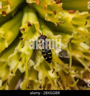 Un minuscule aéroglisseur suce le nectar d'une rare fleur de roquette au début du matin frais du printemps Banque D'Images