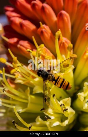 Un minuscule aéroglisseur suce le nectar d'une rare fleur de roquette au début du matin frais du printemps Banque D'Images