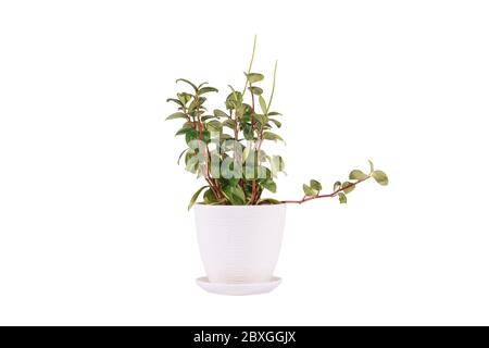 Peperomia mapoliyaefolia fond blanc en pot Banque D'Images