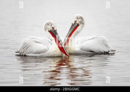 Pélicanes dalmates en hiver (Pelecanus Crispus) Banque D'Images