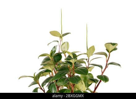 Peperomia mapoliyaefolia fond blanc en pot Banque D'Images