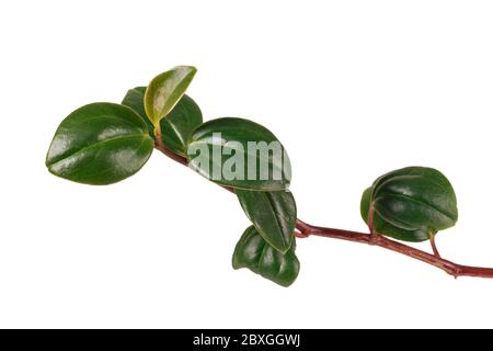 Peperomia mapoliyaefolia fond blanc en pot Banque D'Images