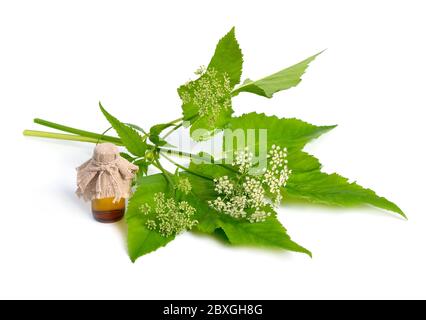 Aegopodium podagraria ou ancien, herbe gerard, herbe d'évêque, mouade, moût de goutte, et neige-dans-la-montagne. Banque D'Images