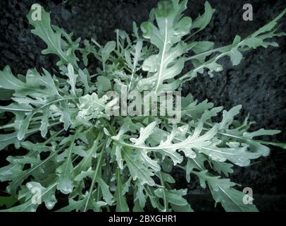 De jeunes plantes d'arugula poussent dans le sol. Banque D'Images