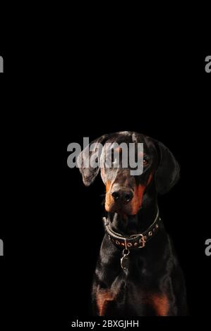 Photo verticale basse de doberman noir européen avec oreilles naturelles non coupées. Arrière-plan noir avec espace de copie. Banque D'Images