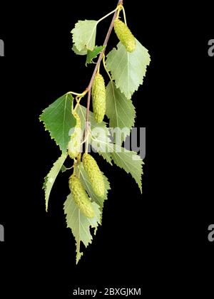 Feuillage et chatons mâles du bouleau argenté natif du Royaume-Uni, Betula pendula sur fond noir Banque D'Images