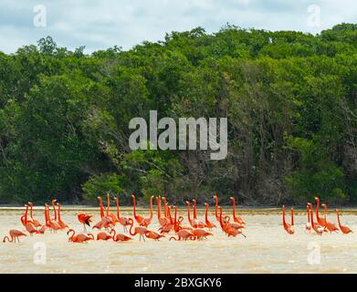 Un troupeau de Flamingo américain (Phoenicopterus ruber) dans une forêt de mangrove, Celestun Biosphere Reserve, Yucatan Peninsula, Mexique. Banque D'Images
