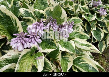 Hosta bord large Banque D'Images