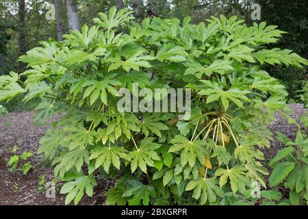 Fatsia japonica. Banque D'Images
