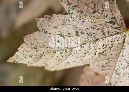 Feuilles Acer pseudoplatanus 'Esk Sunset', gros plan. Banque D'Images