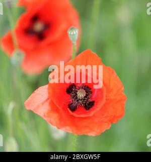 Coquelicots de maïs rouge (Papaver rhoeas) dans les champs de fleurs sauvages et de pavot Banque D'Images