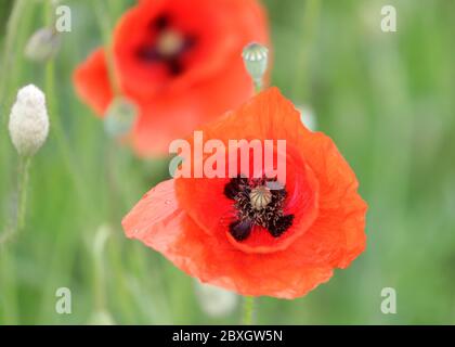 Coquelicots de maïs rouge (Papaver rhoeas) dans les champs de fleurs sauvages et de pavot Banque D'Images