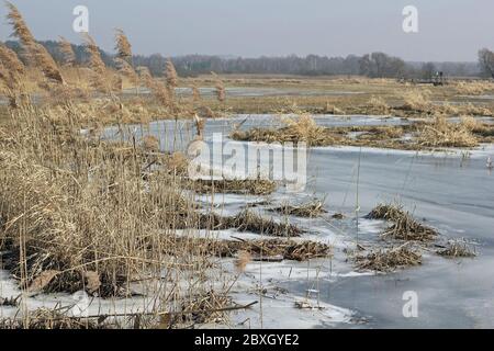 Terres humides et prairies dans la zone riveraine de Tegeler Fliess à Berlin en hiver Banque D'Images