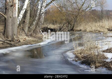 Forêt riveraine à la Tegeler Fliess à Berlin en hiver Banque D'Images
