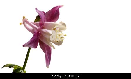 Rouge - blanc columbine - Aquilegia - sur fond blanc - isolé - comme fond - gauche - grand Banque D'Images