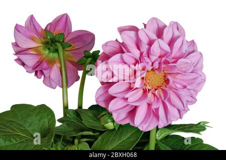 Dahlia du devant et du dos sur fond blanc - isolé - comme fond. Banque D'Images