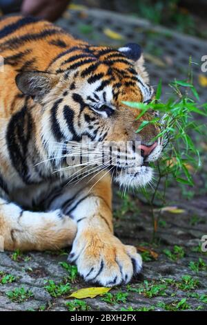 Sumatran tigre ponçant sur terre et plante de reniflage Banque D'Images