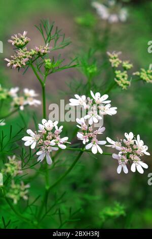 plantes de coriandre en fleur pour la recette de nourriture , c'est un article important pour la cuisine quotidienne et cuisinière . Banque D'Images