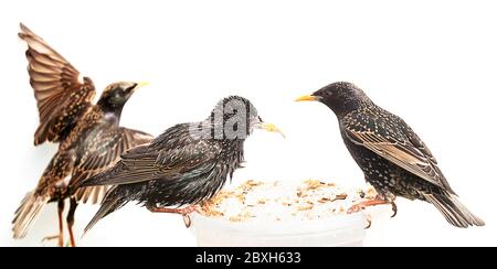 Des étrions en vol, se battant au-dessus de Mealworms. Banque D'Images