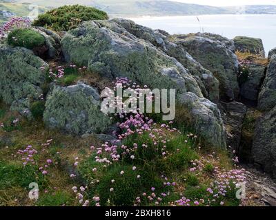 Des pincements de mer et du lichen qui poussent sur des rochers de « dents du mal » le long de la colonne vertébrale de Morte point, North Devon, Royaume-Uni Banque D'Images