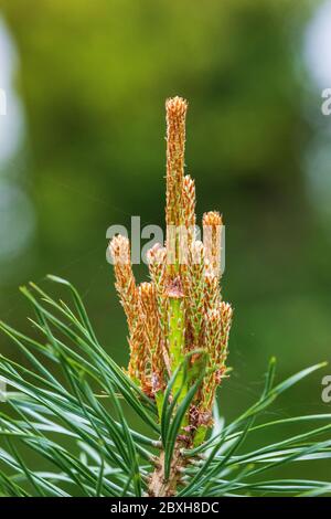 Pinus nigra Banque D'Images