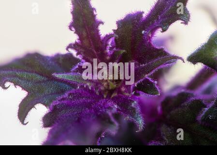 Détail des feuilles d'une plante Gynura aurantiaca, avec une texture de velours et une couleur entre le vert et le violet. Banque D'Images