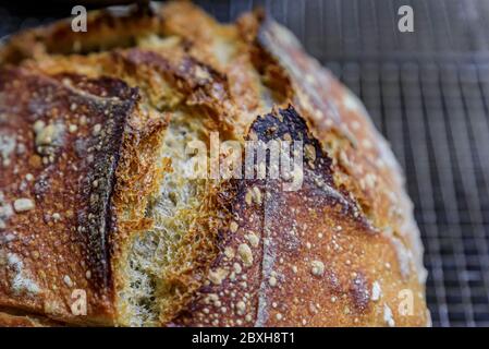 Gros plan d'un pain de pain rustique de blé entier artisanal et de seigle foncé fraîchement cuit sur un ragoût, cuit à la maison, série de photos Banque D'Images