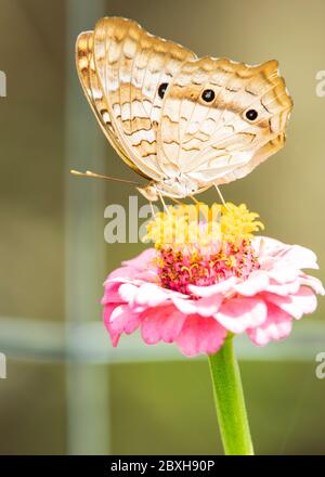 Un papillon blanc paon sur une fleur de zinnia. Banque D'Images