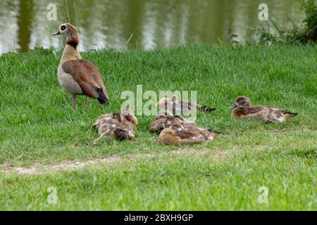 Famille des oies égyptiennes avec des gotins dans l'herbe, Alopochen aegyptiaca ou Nilgans Banque D'Images