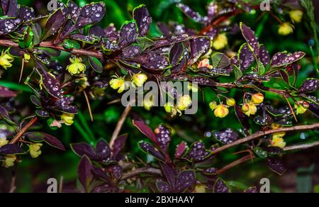 Feuilles pourpres avec des bords jaune-vert de Berberis thunbergii Coronita en fleur - plante ornementale pour l'aménagement paysager de jardin. Brindilles de baryelle avec de l'eau Banque D'Images