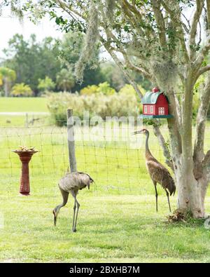 Deux grues de sable sous un arbre mangeant des graines tombées d'un mangeoire à oiseaux Banque D'Images