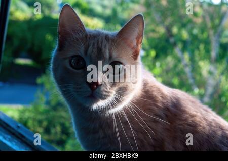 Gros plan de chat au gingembre dans l'ombre. Photo Banque D'Images