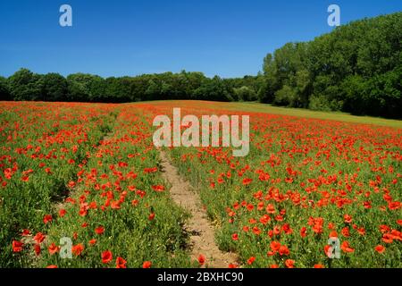 Royaume-Uni, West Yorkshire, Wakefield, Woolley Poppy Field Banque D'Images