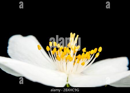 Vue macro à faible angle du centre de la fleur avec pistil, anthère et étamines entouré de quatre pétales blancs de philadelphus coronarius. Banque D'Images