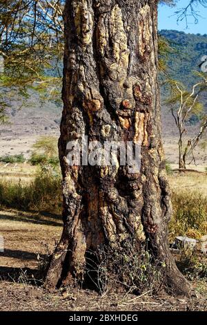 Arbres de robinier à écorce jaune, gros plan, Acacia xanthophloea, écorce de gnarled sur fond, texture, arbre de fièvre, bois dur, nature, cratère de Ngorongoro, Tanzanie; Banque D'Images