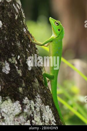 Lézard vert à crête (Bronchocela Cristatella) sur le tronc de l'arbre. Cette espèce est un lézard vert vif, qui possède parfois une teinte bleue sur la tête. Le Banque D'Images